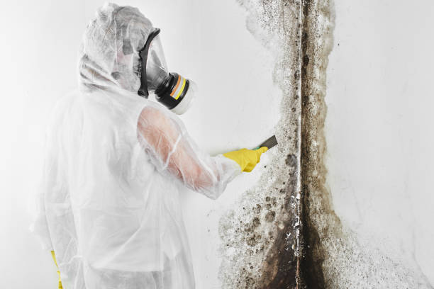 Certified Mold Removal in South Haven, MI