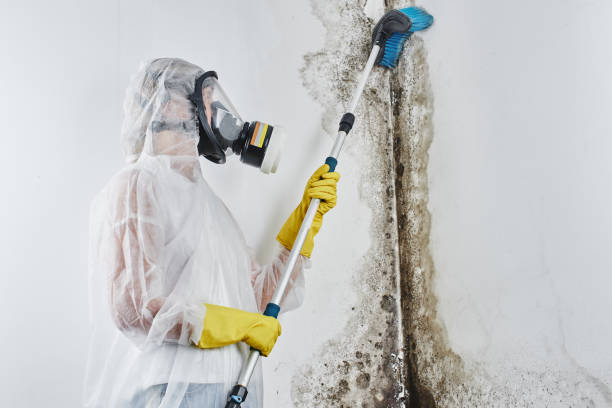 Best Commercial Mold Removal  in South Haven, MI