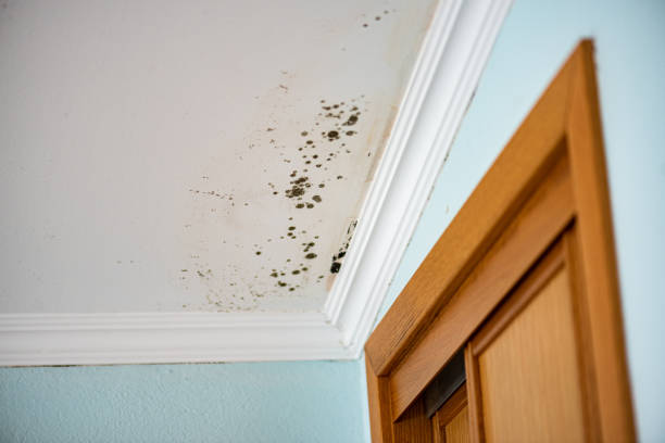 Best Mold Damage Repair  in South Haven, MI