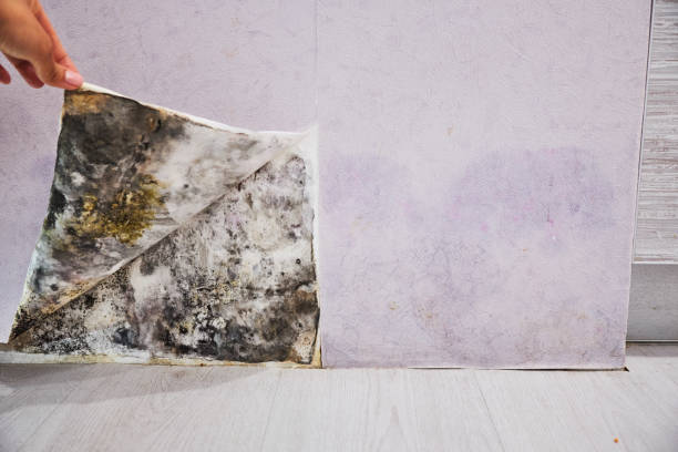 Best Mold Removal Company Near Me  in South Haven, MI
